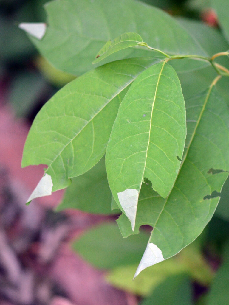 Leaves holding small spicebush caterpillars