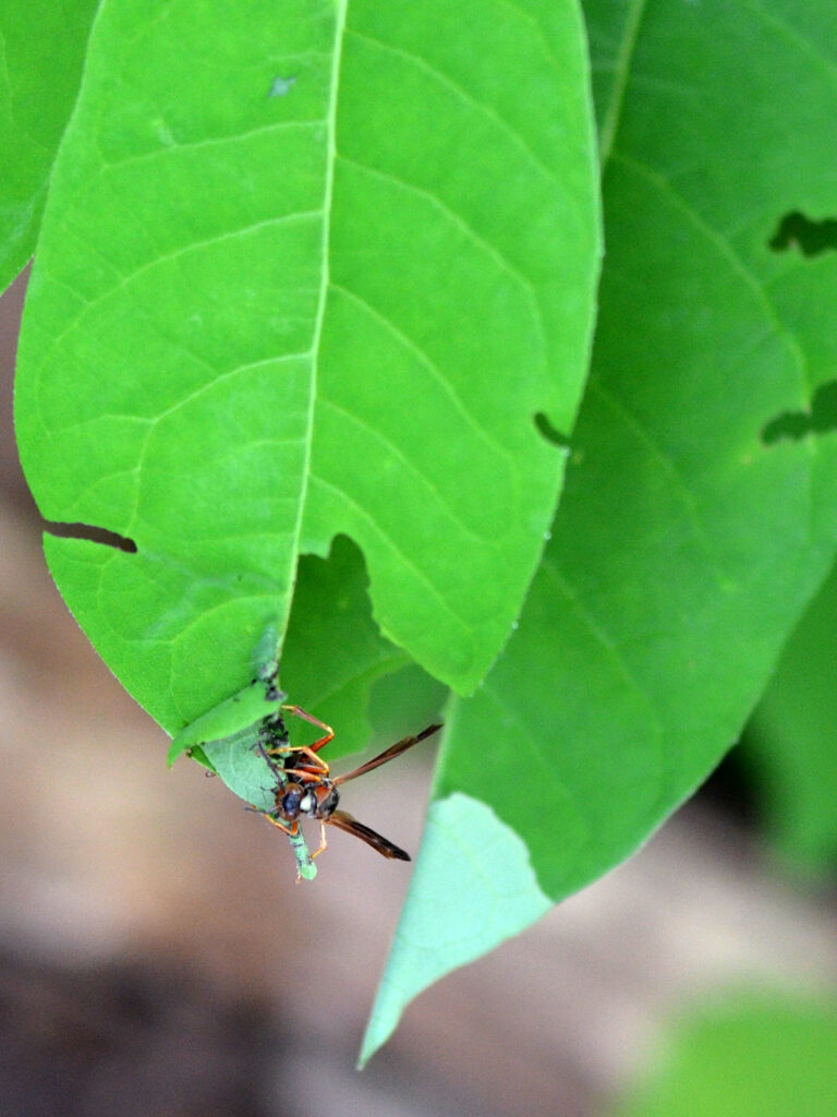 Wasp eating a spicebush swallowtail caterpillar