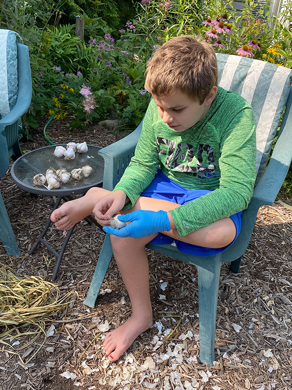 Child helping with garlic harvest