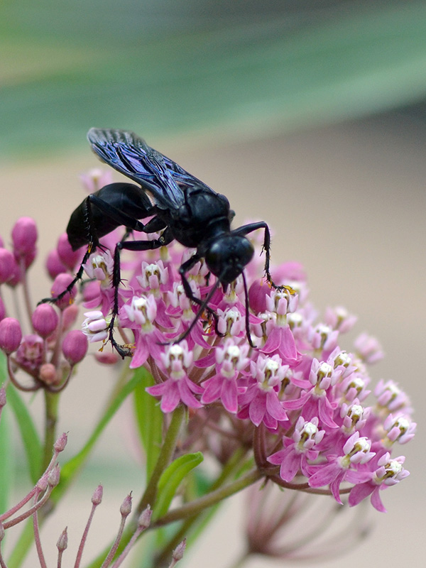 Great black wasp on swamp milkweed