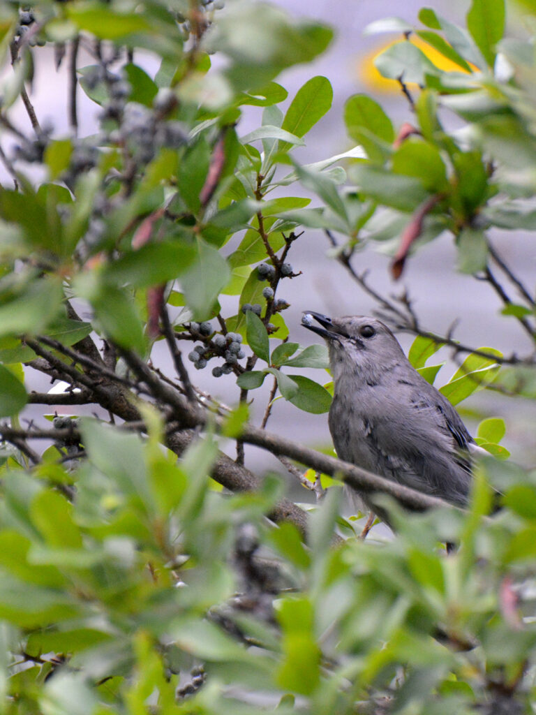 Catbird eating bayberries in fall