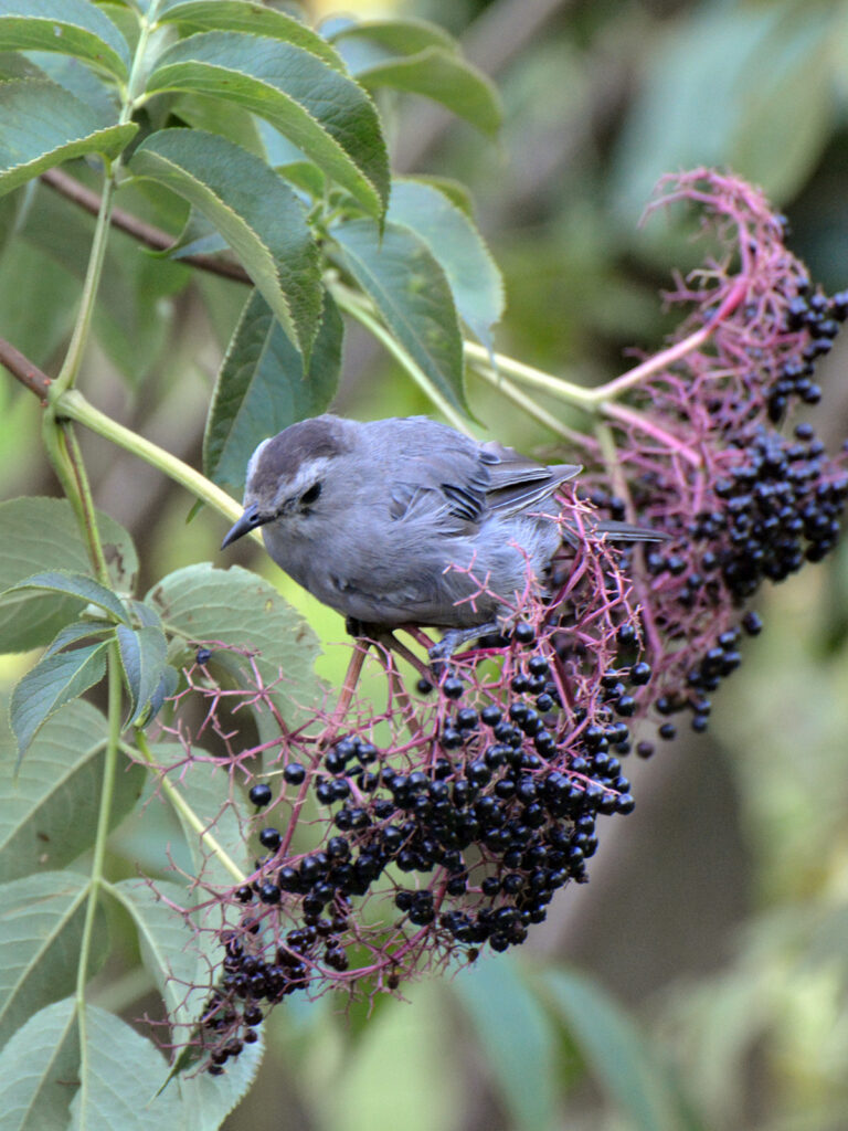 Catbird eating elderberries