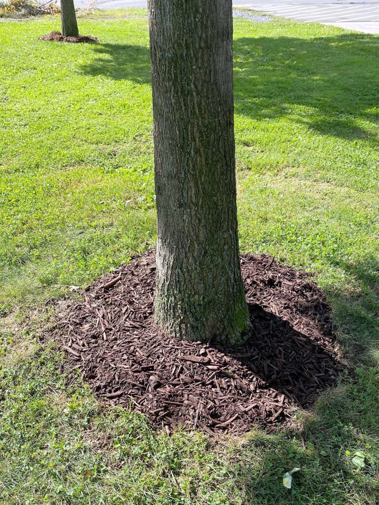 Ring of mulch protecting the trunk