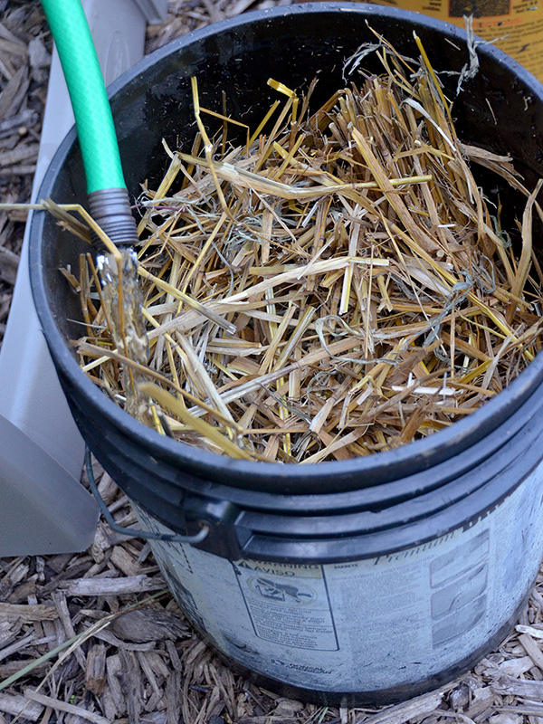 Adding water to bucket of straw ©Janet Allen