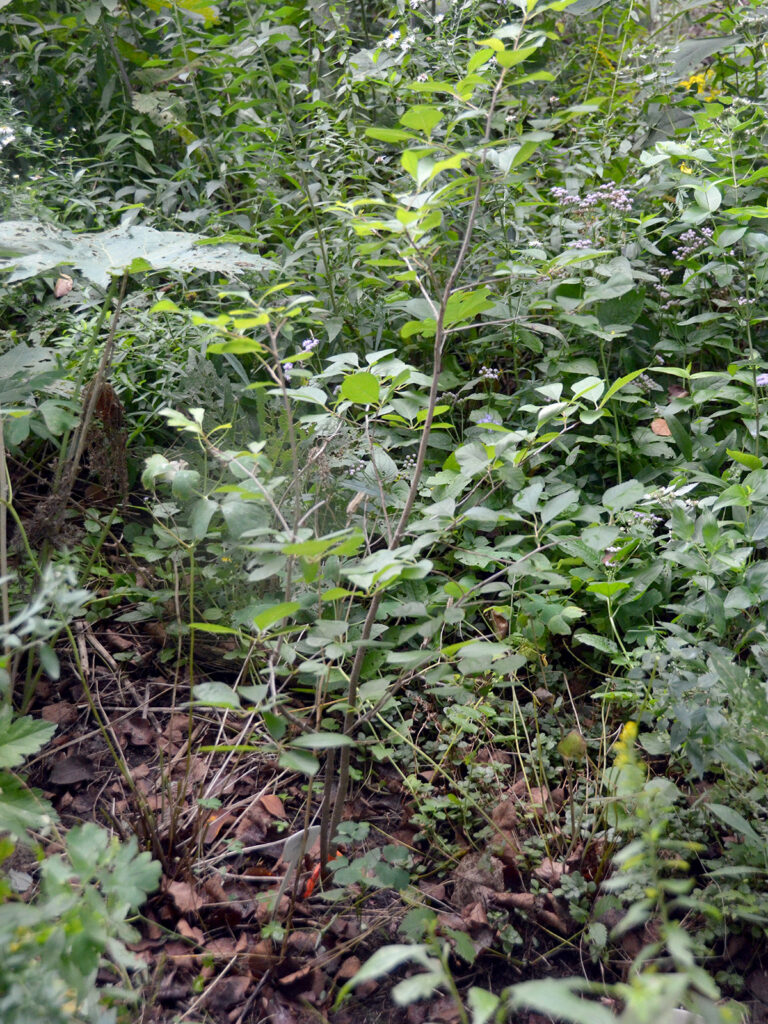 A straight-species winterberry shrub