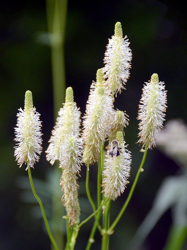 Canada burnet flowers