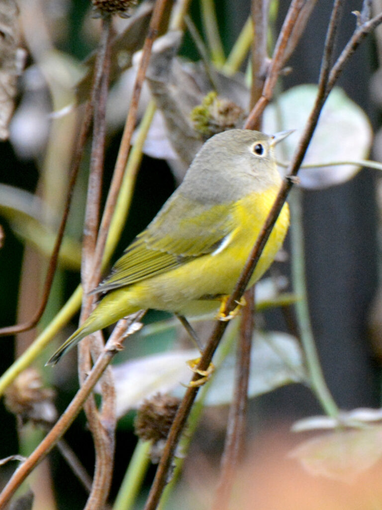 Nashville warbler