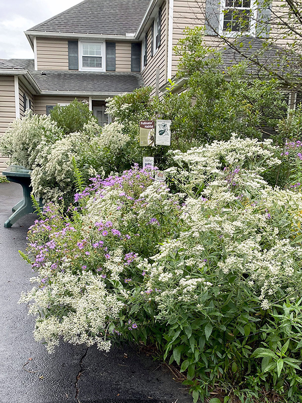 Pruning late boneset