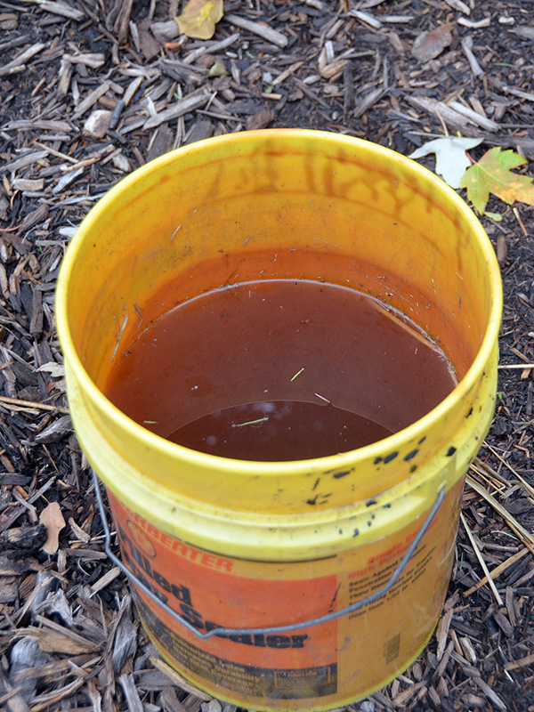 Fermented mosquito bucket