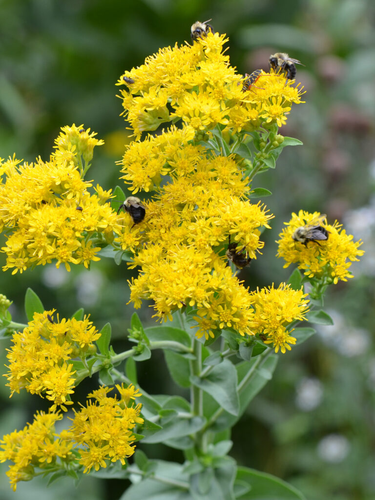 Bees nectaring on stiff goldenrod