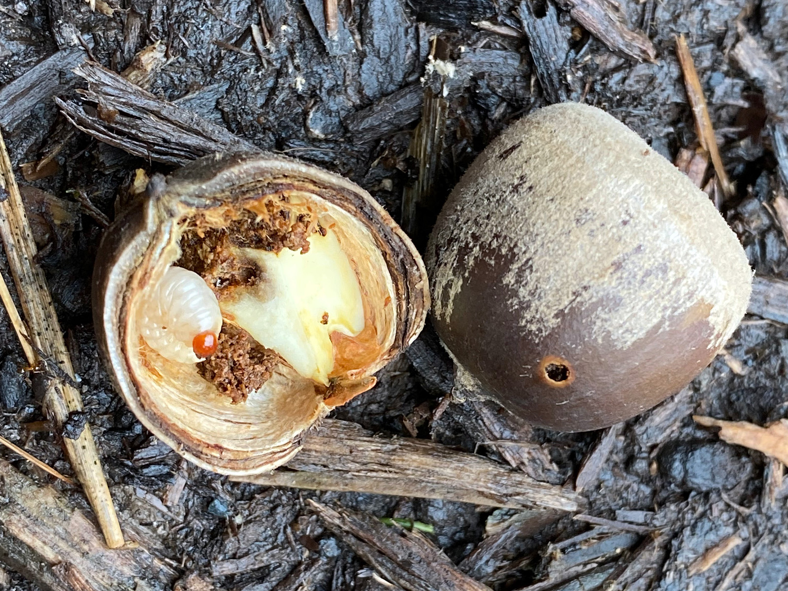 Acorn weevil beetle with acorn