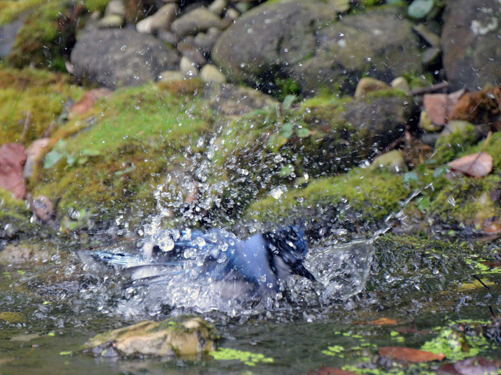 Blue jay bathing in our stream