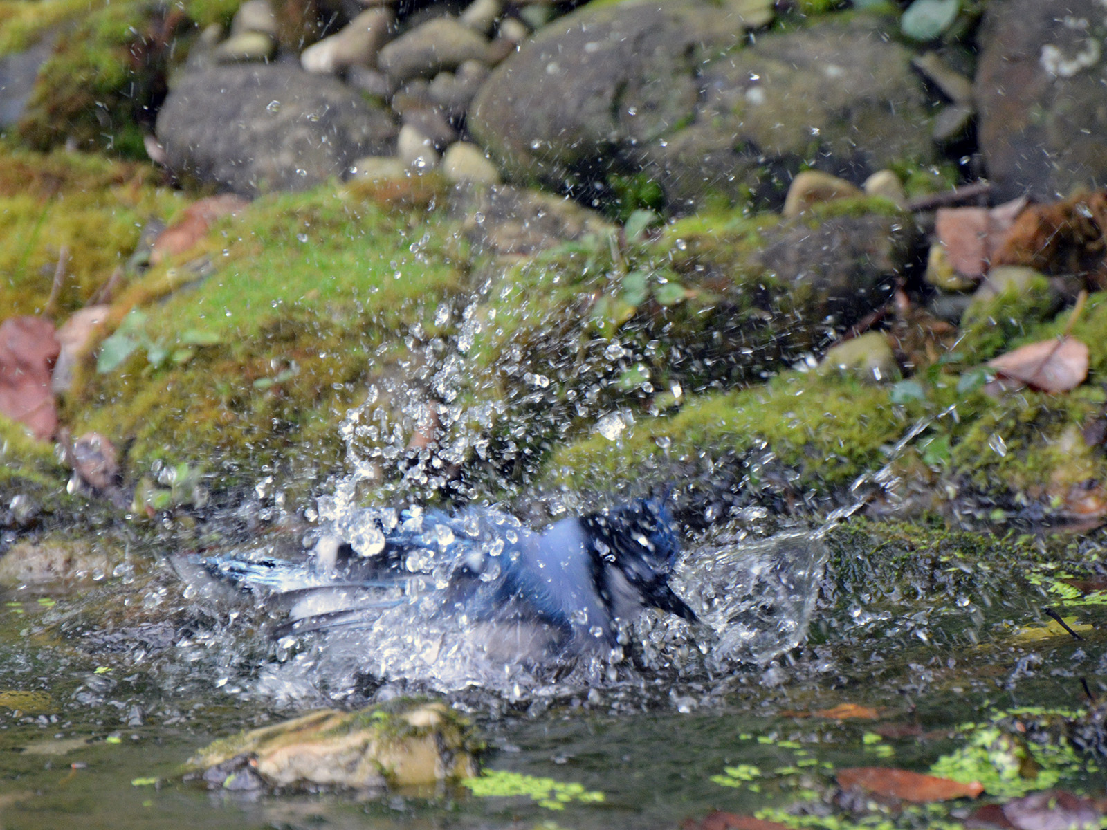 Bathing