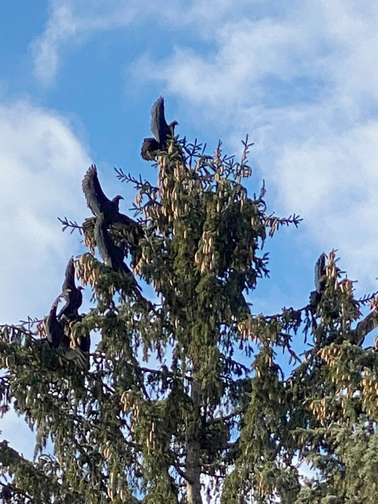 Turkey vultures sunning