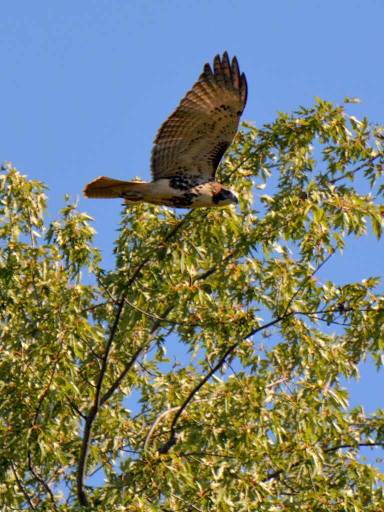 Red-tailed hawk leaving its tree perch