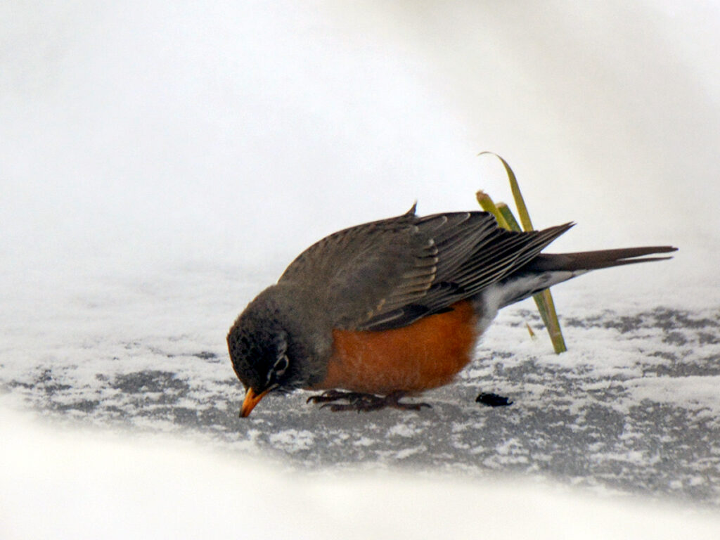 Robin getting water from snow