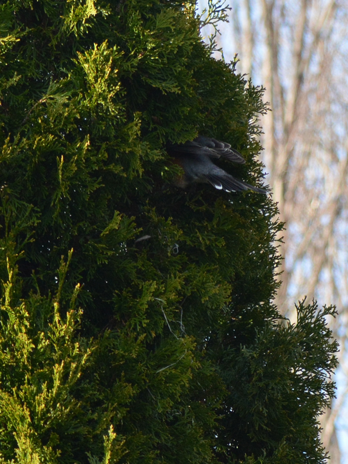 Robin diving into the arborvitae with nesting materials