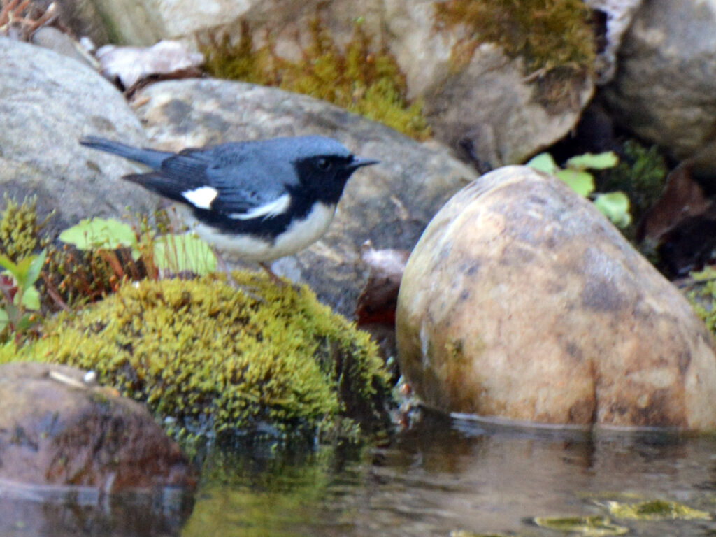 Black-throated blue warbler