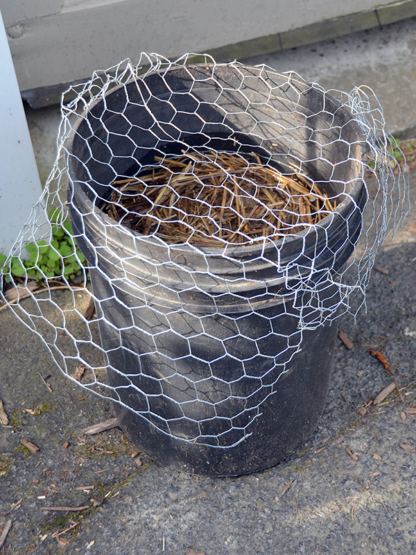 Mosquito bucket with screen ©Janet Allen