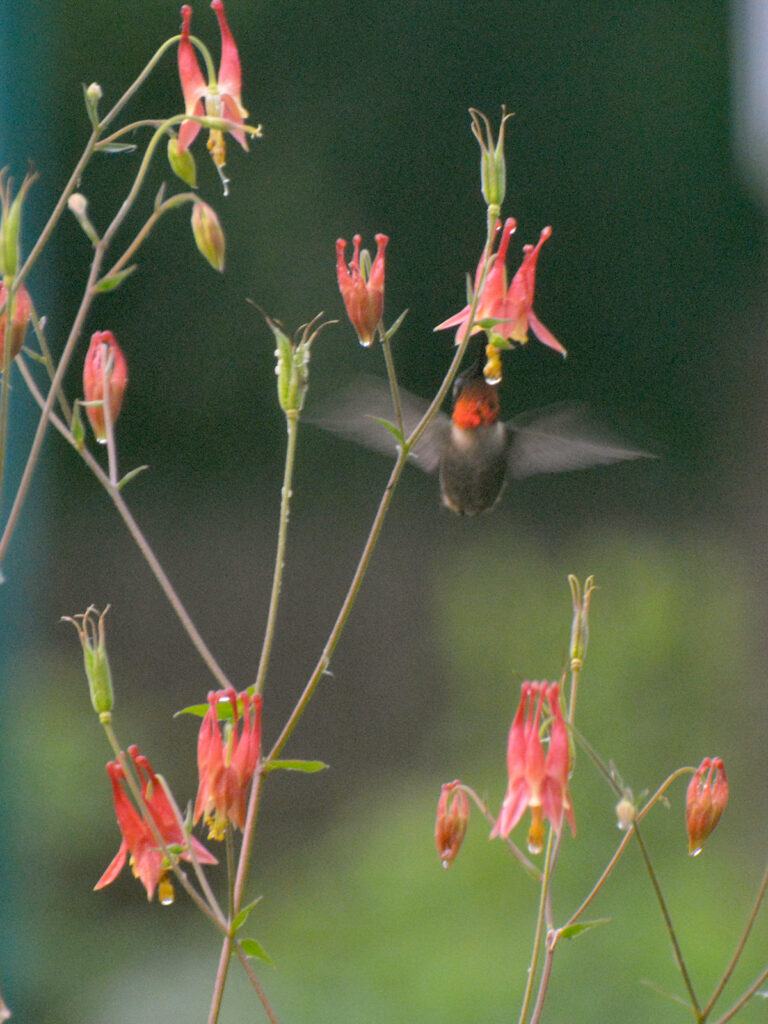 Hummingbird getting nectar from columbine