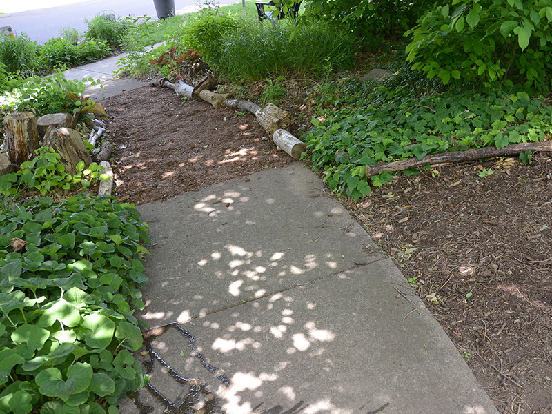 Replacing sidewalk sections with mulch ©Janet Allen