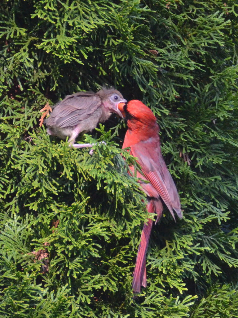 Cardinal feeding its newly-fledged baby
