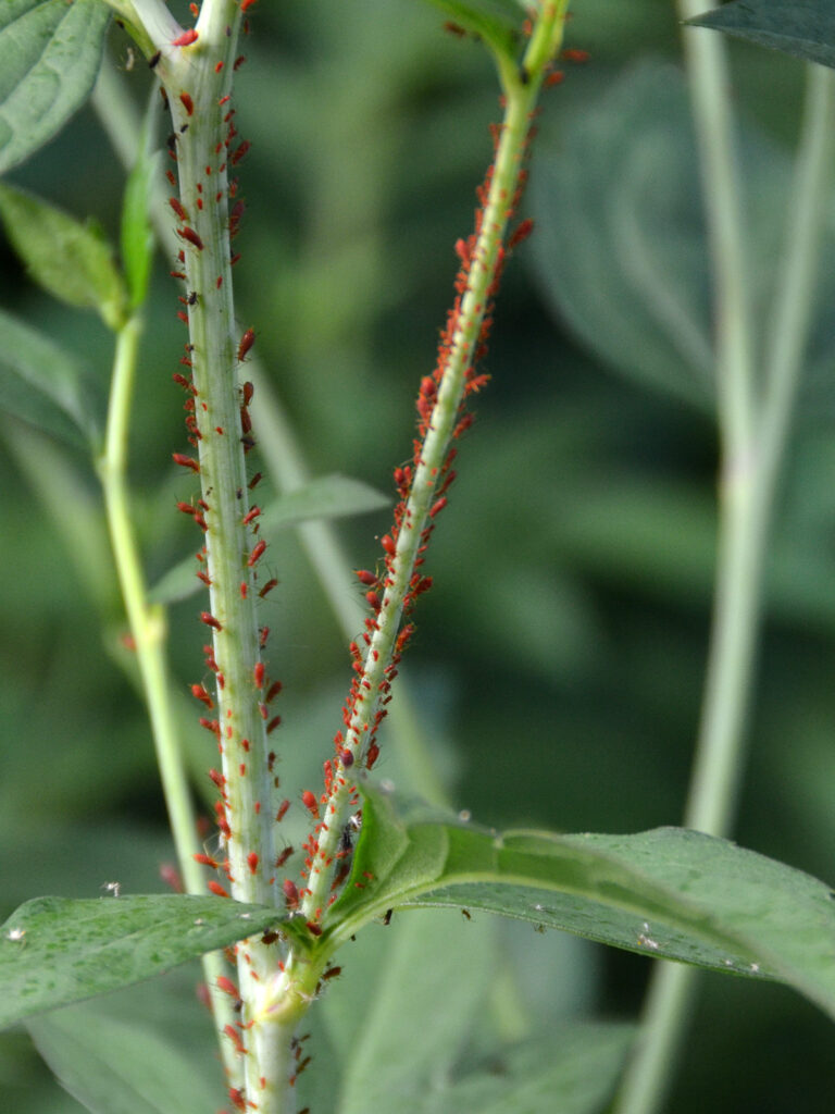 Red goldenrod aphids