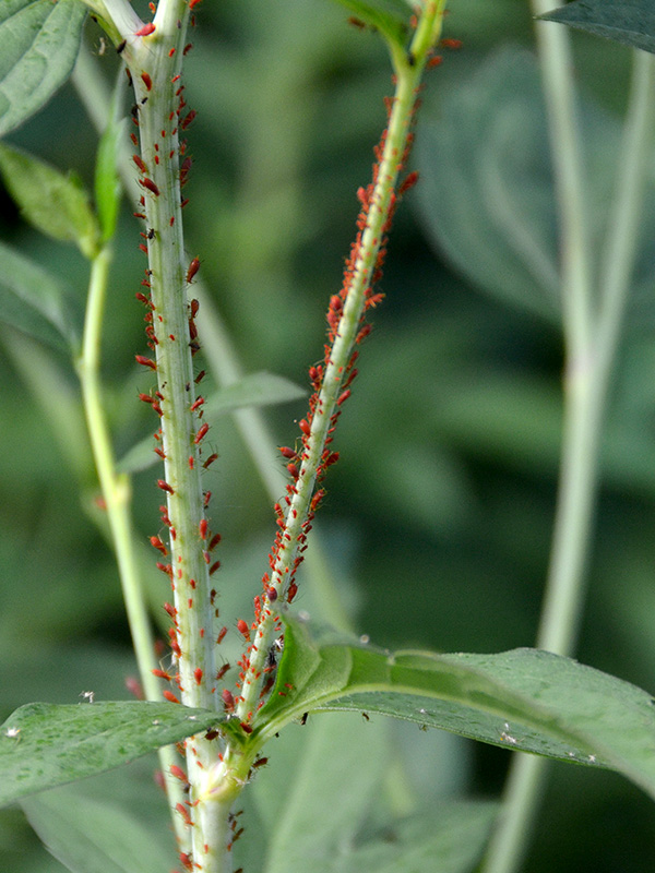 Red goldenrod aphids on cutleaf coneflower ©Janet Allen