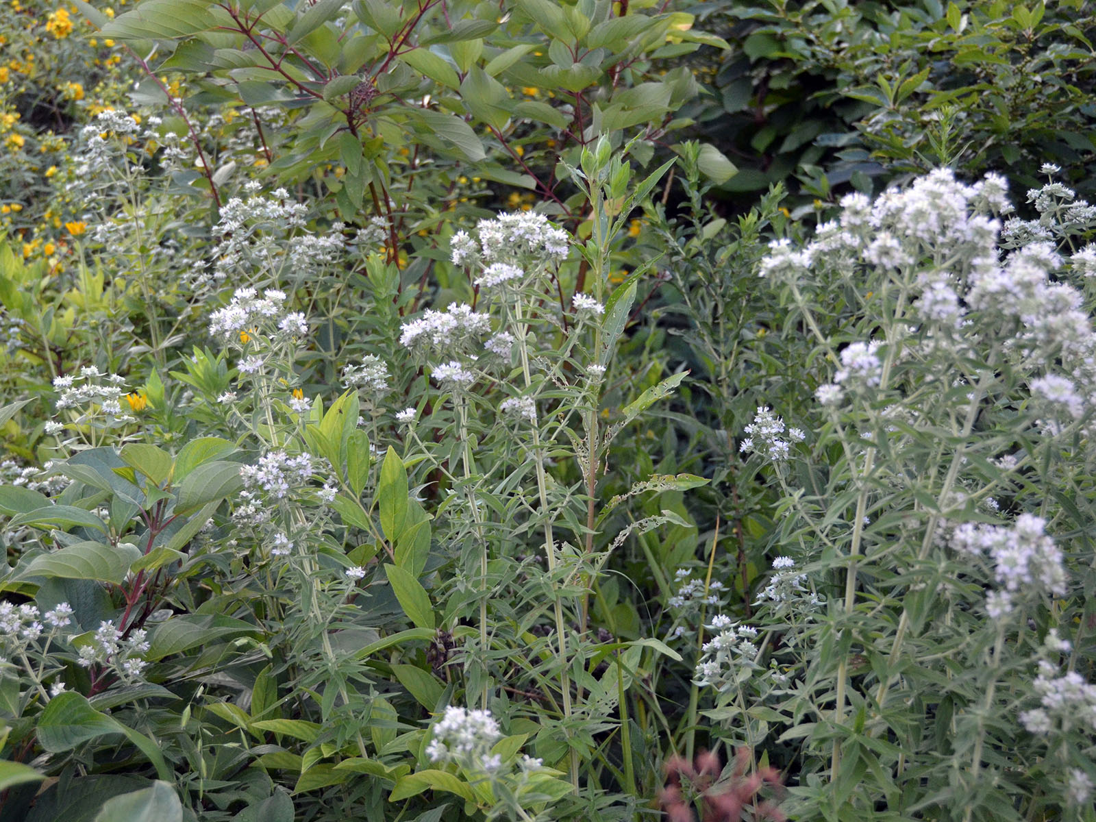 Whorled mountain mint patch