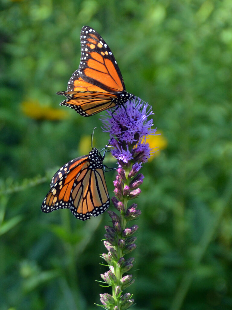 Monarchs nectaring on liatris