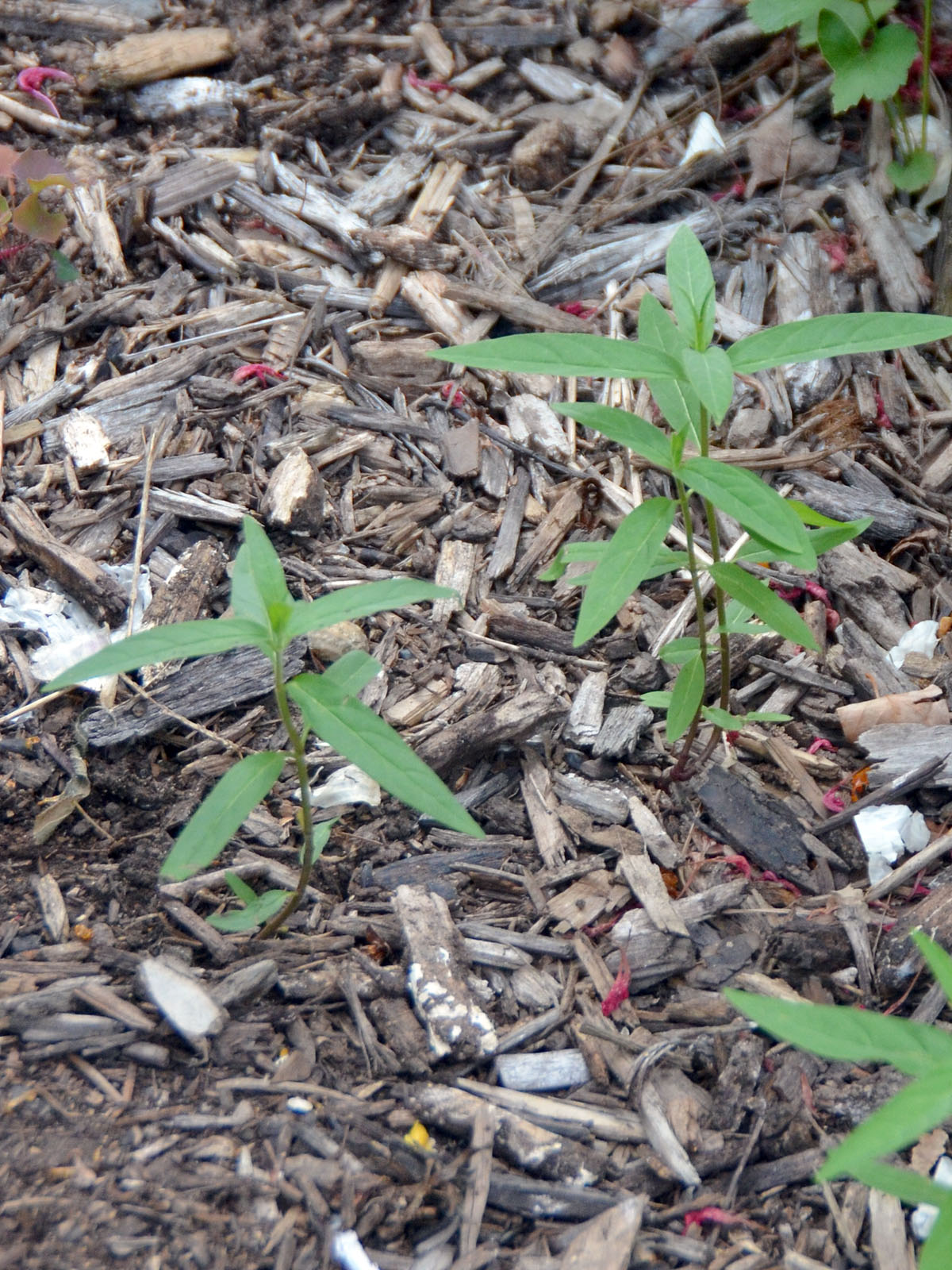Small swamp milkweed seedlings in our path