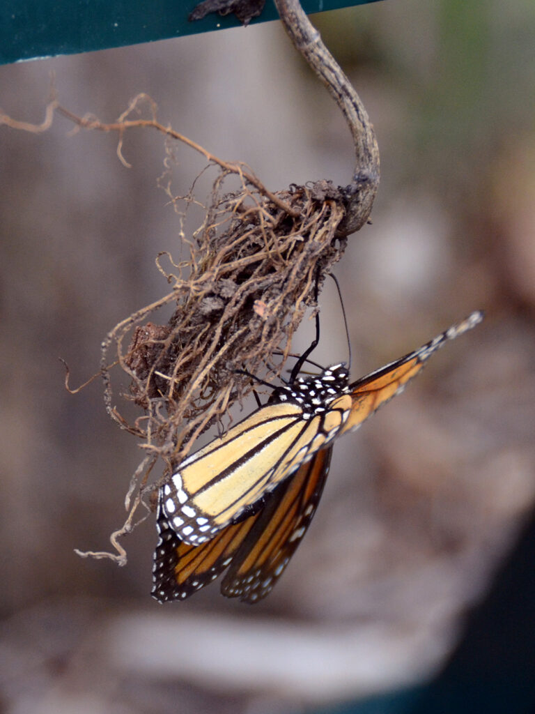 Monarch Rx - monarch on roots