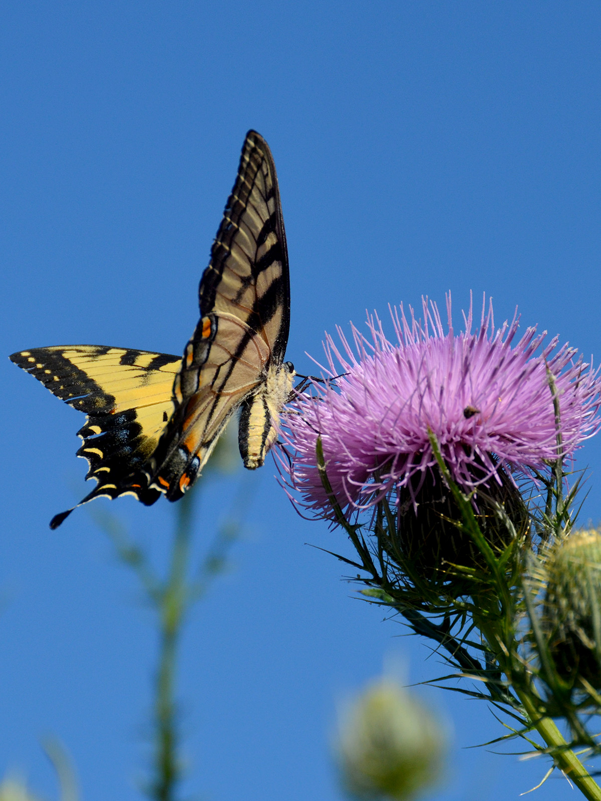 Tiger swallowtail nectaring on a thistle