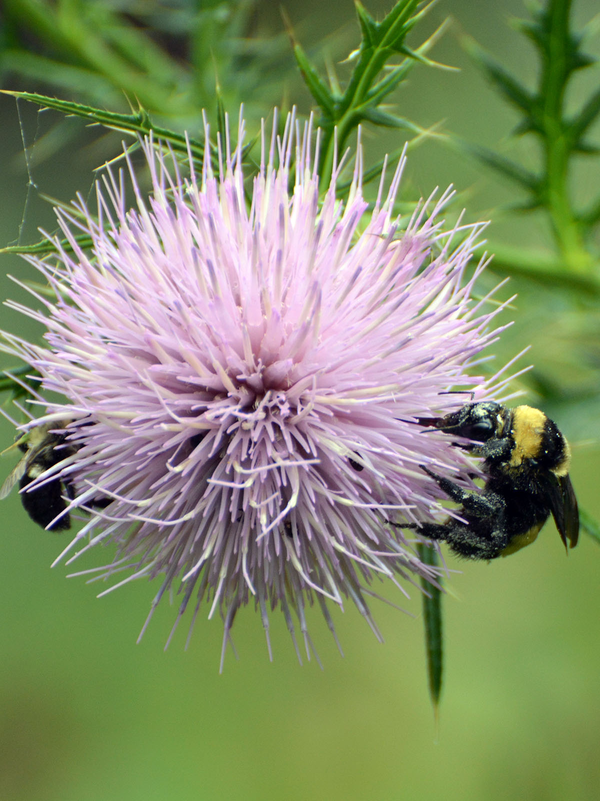 Bumblebees eating thistle nectar
