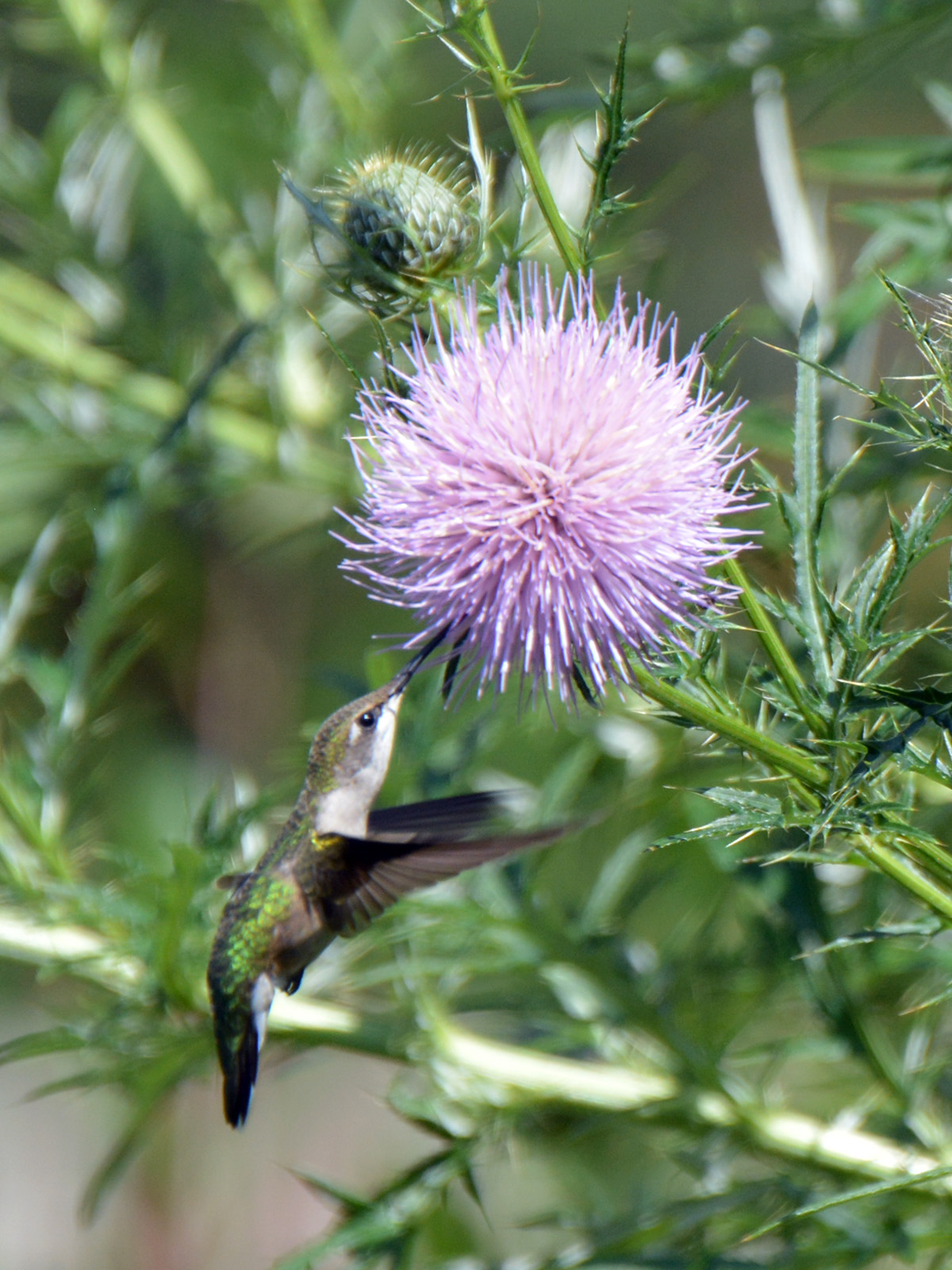 Hummingbird eating thistle nectar