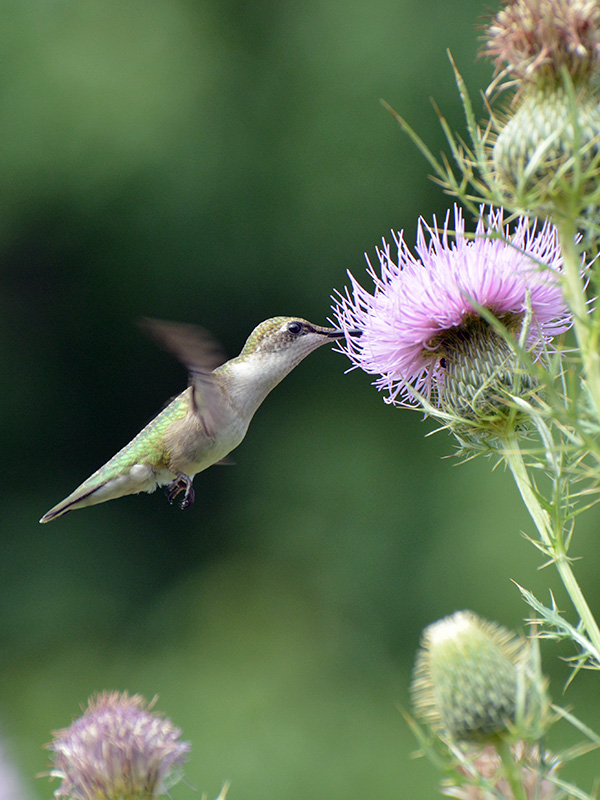 Hummer nectaring on a thistle
