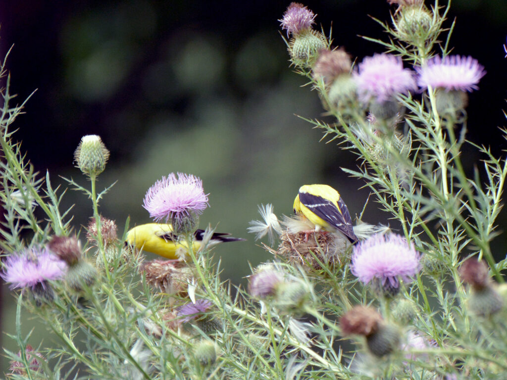 Goldfinches eating thistle seeds