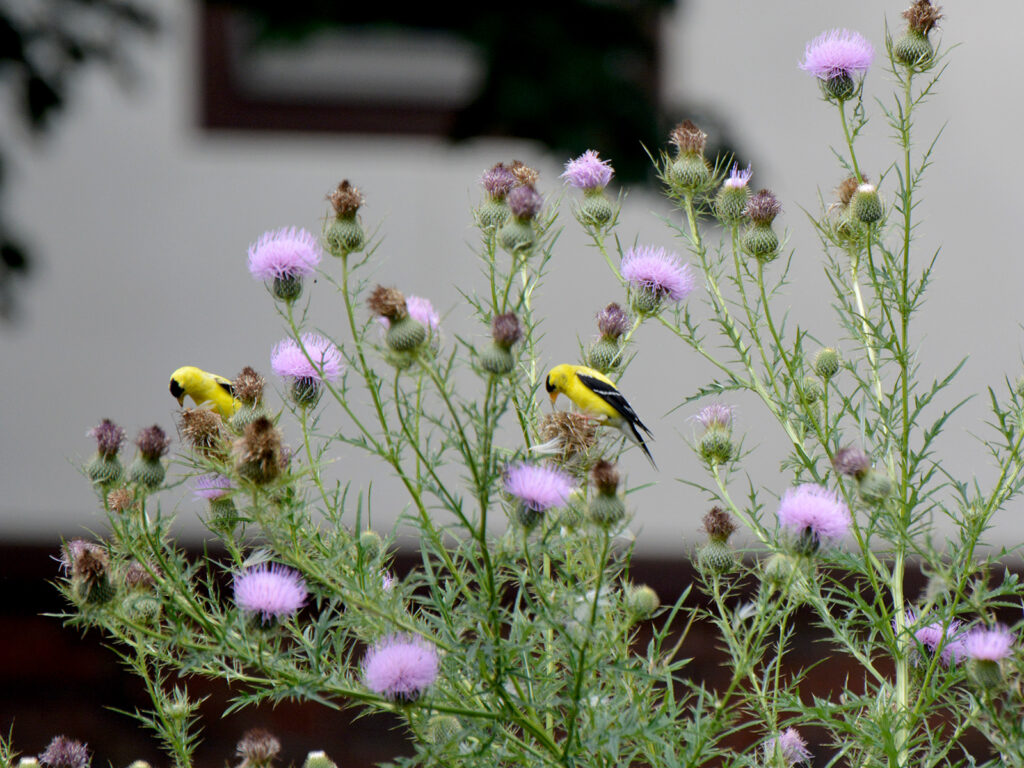 Goldfinches eating thistle seeds