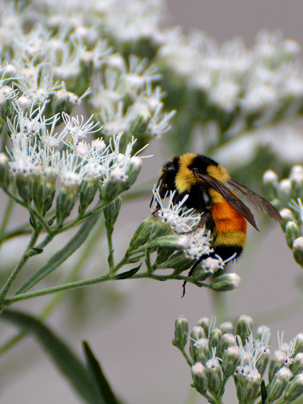 A tricolor bumblebee