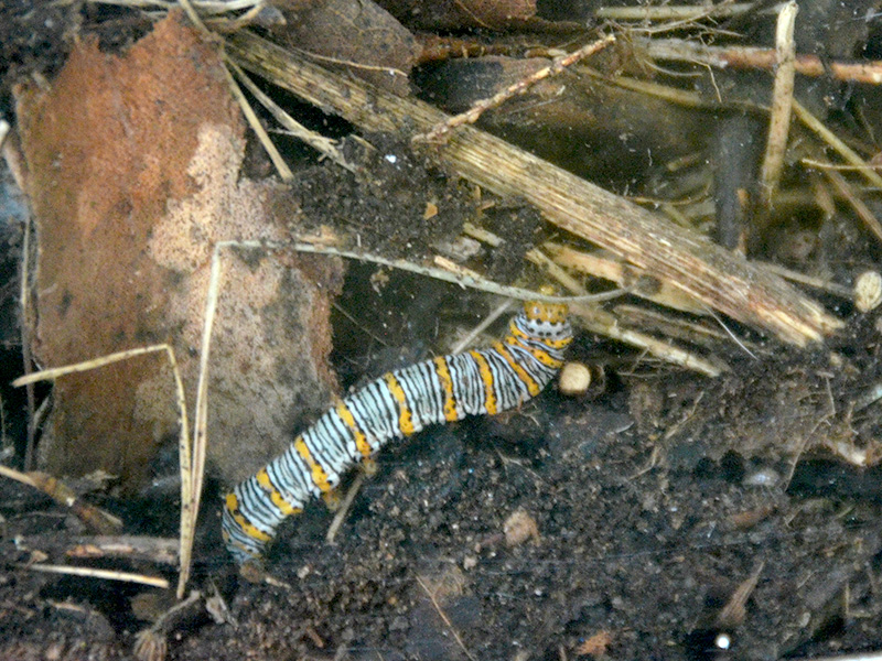 Pearly wood-nymph searching for a place to pupate