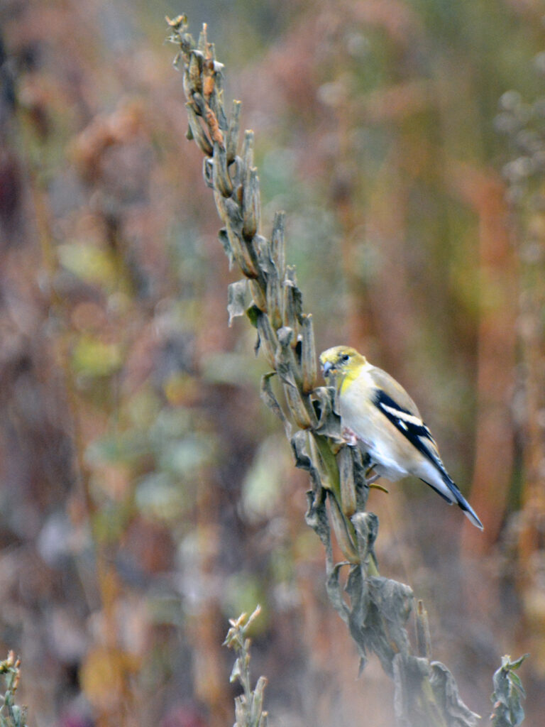 Goldfinch eating biennial primrose seeds