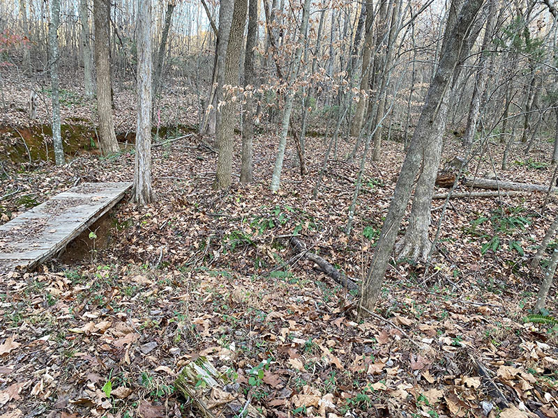 Creekside forest path