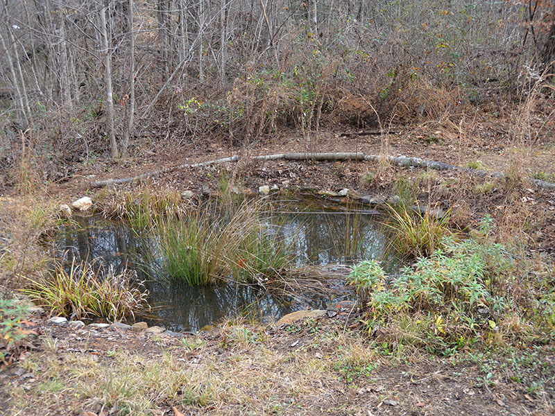 Creekside pond in December