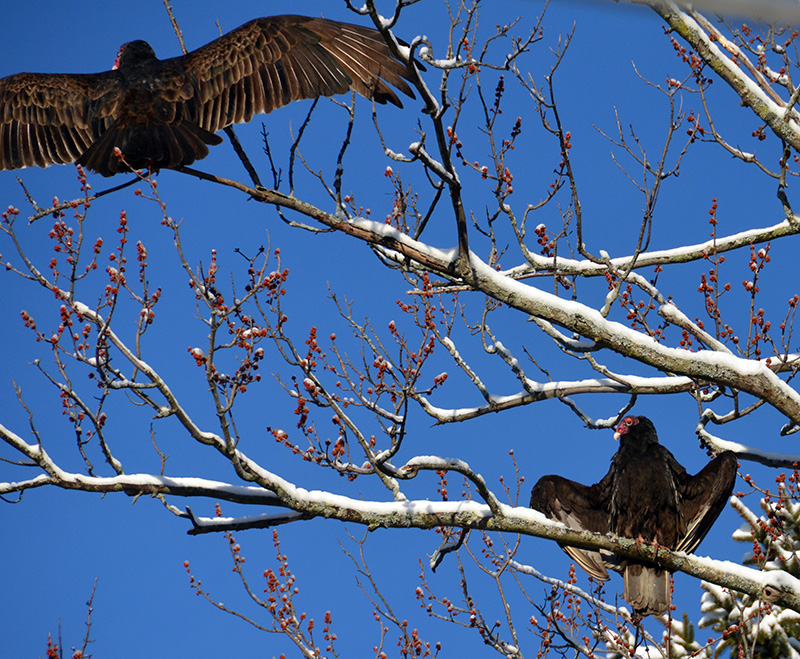 Turkey vultures sunning ©Janet Allen