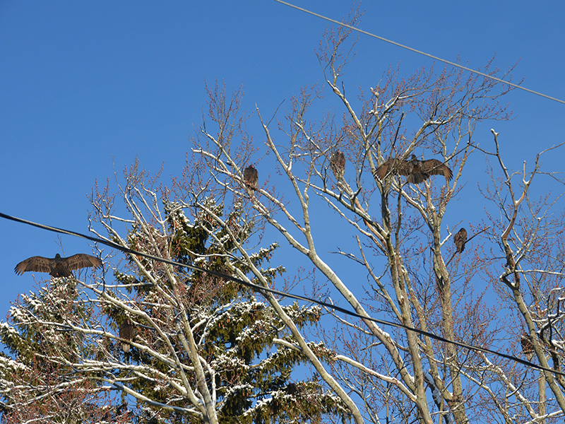 Turkey vultures sunning