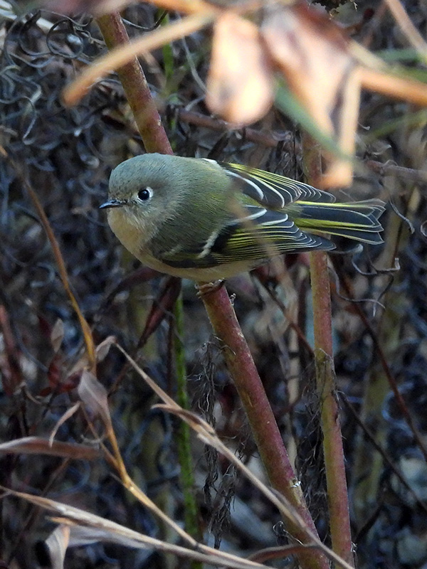 Golden-crowned kinglet