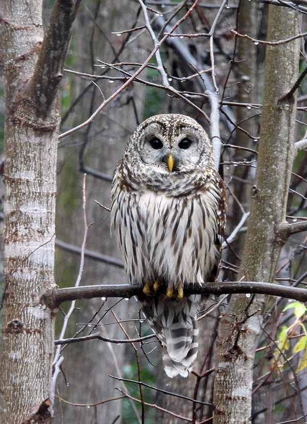 Barred owl