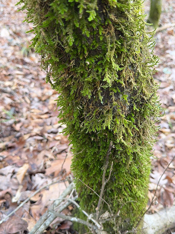 Shingle moss