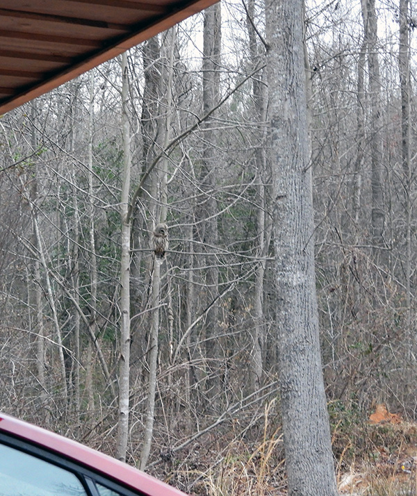 Barred owl near carport