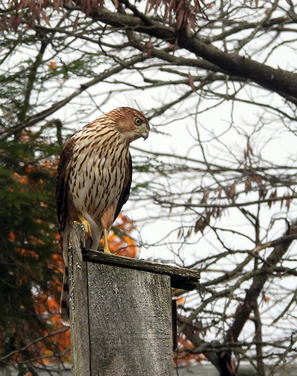 Cooper's hawk